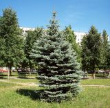 Picea pungens форма glauca. Молодое дерево. Курская обл., г. Железногорск. 20 июля 2007 г.