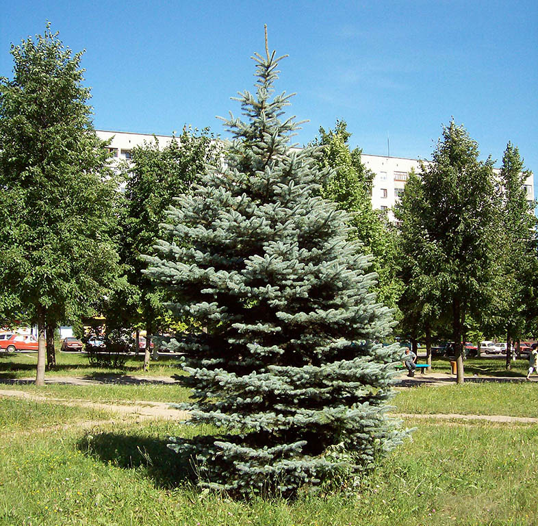 Image of Picea pungens f. glauca specimen.
