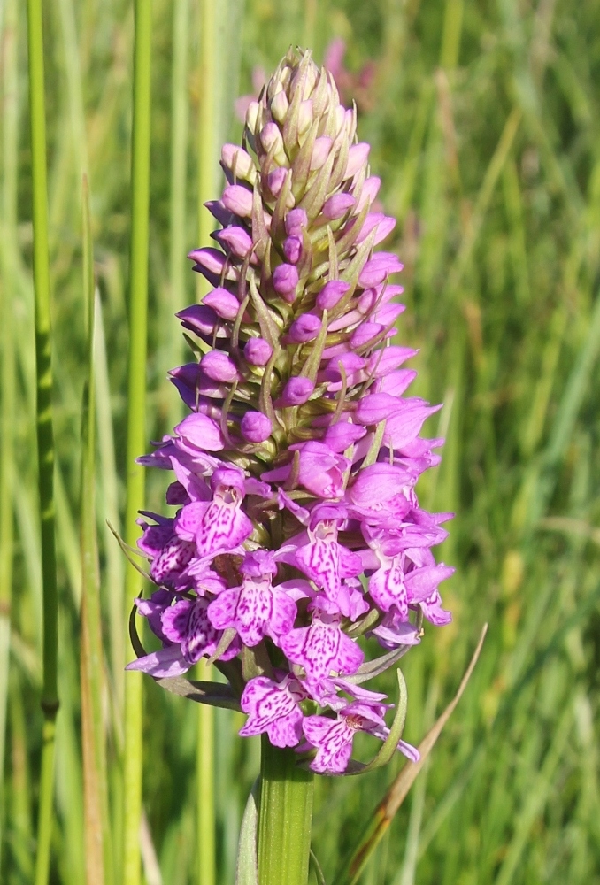 Image of Dactylorhiza baltica specimen.