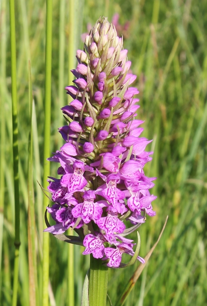 Image of Dactylorhiza baltica specimen.