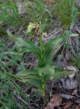 Epipactis helleborine. Цветущее растение, страдающее от недостатка влаги. Крым, Долгоруковская яйла, поляна на склоне посреди леса. 11 июня 2012 г.