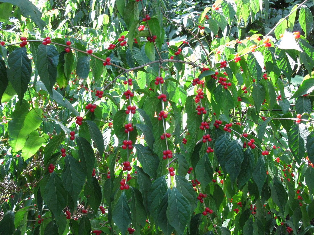 Image of Lonicera maackii specimen.