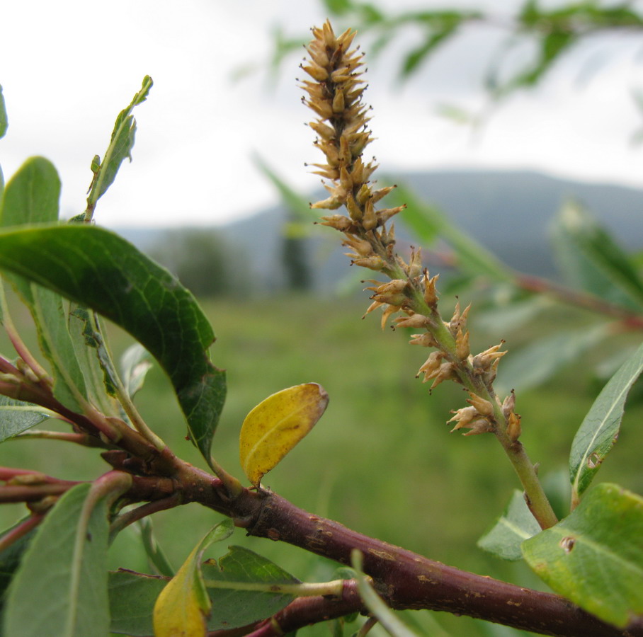 Image of Salix saposhnikovii specimen.