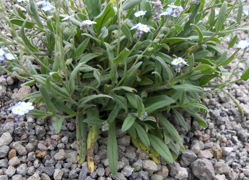 Изображение особи Myosotis lithospermifolia.