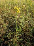 Senecio paucifolius