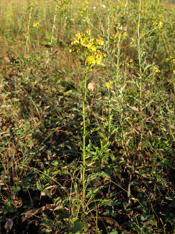 Изображение особи Senecio paucifolius.