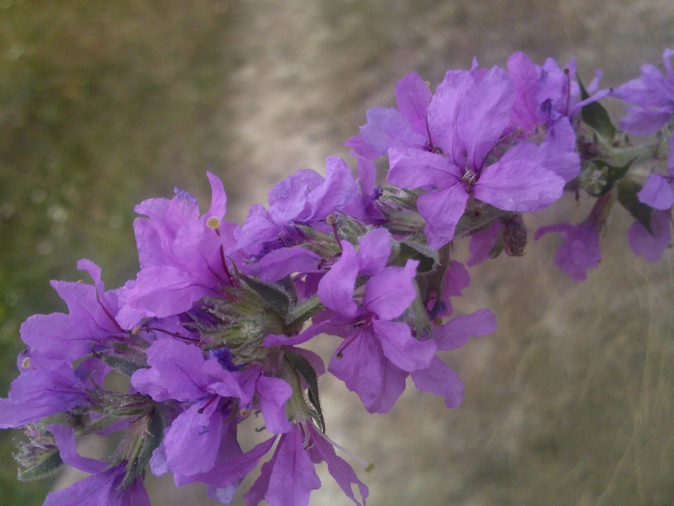 Image of Lythrum salicaria specimen.