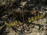 Palimbia defoliata. Основание цветоноса с засыхающими листьями. Казахстан, Актюбинская обл., Кобдинский р-н, юго-западнее пос. Акраб; меловая гряда Ишкаргантау по правому борту долины р. Ишкарган, педимент мелового склона; кальцефитная сухая ромашниково-дерновиннозлаково-ковылковая степь. 04.06.2012.