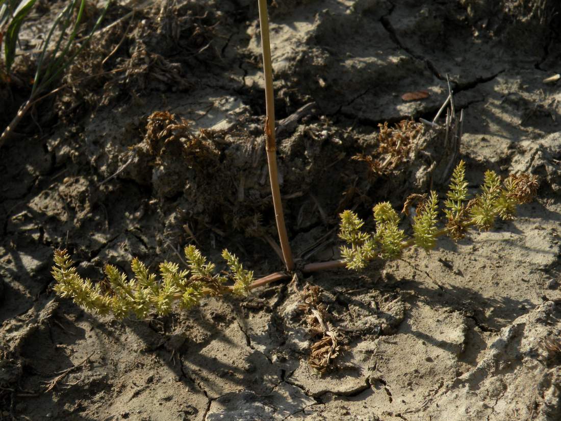 Изображение особи Palimbia defoliata.