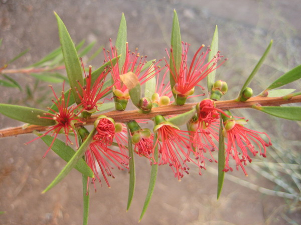 Изображение особи род Callistemon.