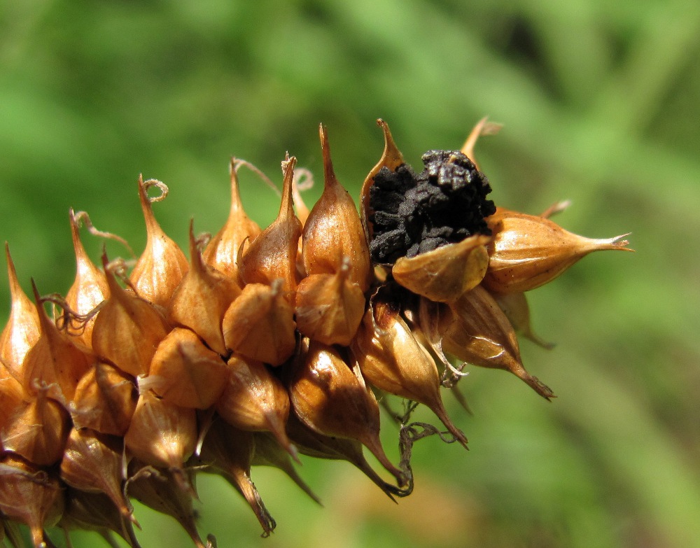 Image of Carex vesicaria specimen.