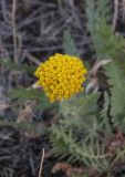 Achillea filipendulina