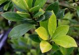 Ilex integra. Листья ('Ougon'). Нидерланды, г. Venlo, \"Floriada 2012\". 11.09.2012.