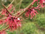 Hamamelis × intermedia