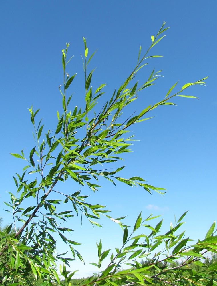 Изображение особи Salix acutifolia.