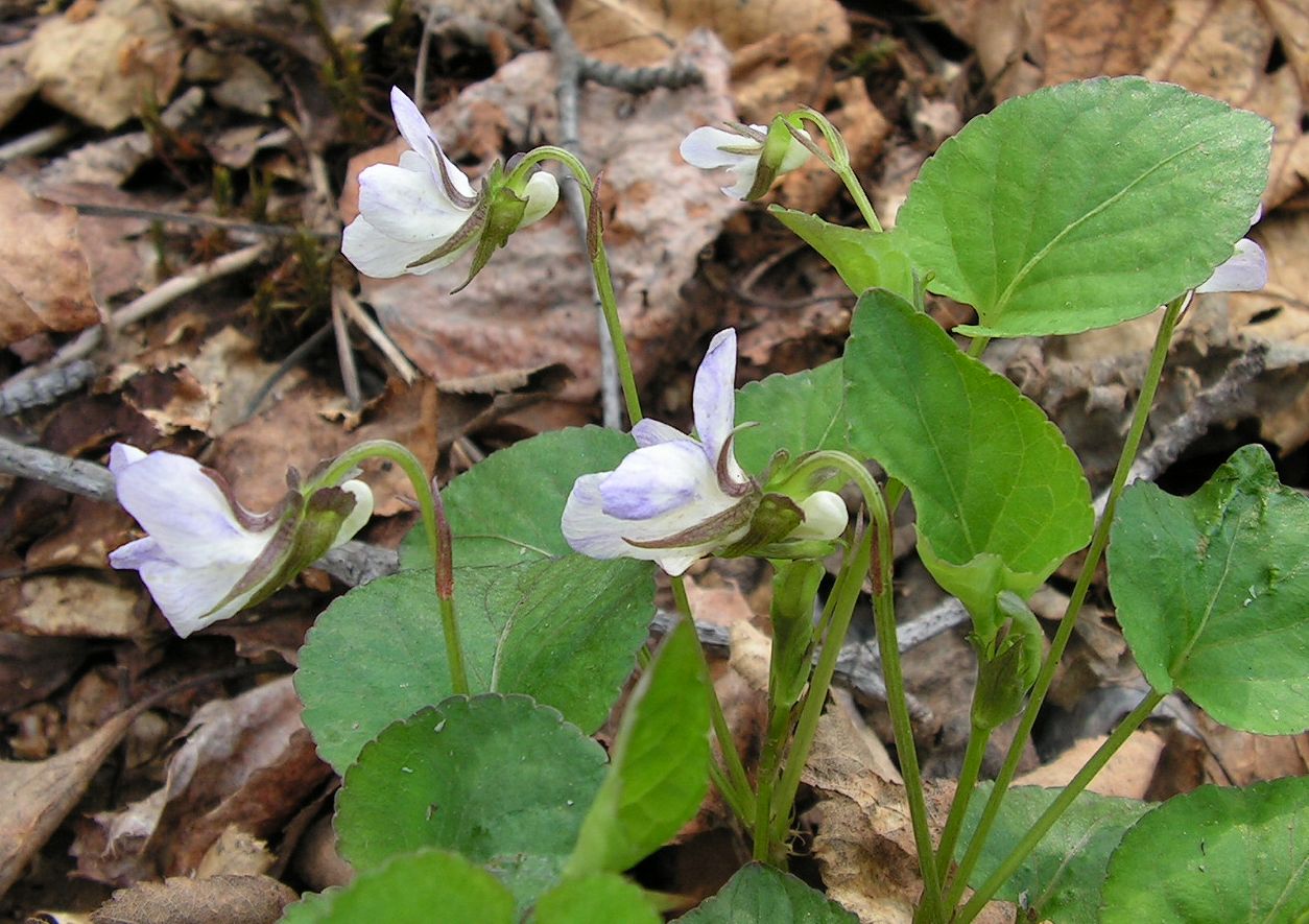 Image of Viola sacchalinensis specimen.