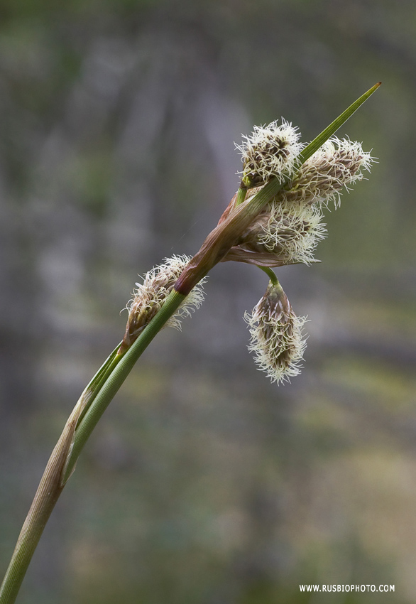 Изображение особи Eriophorum angustifolium.