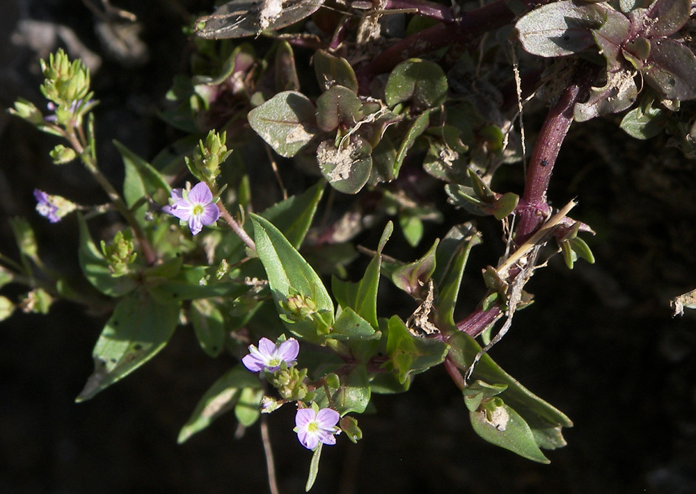 Изображение особи Veronica anagalloides.