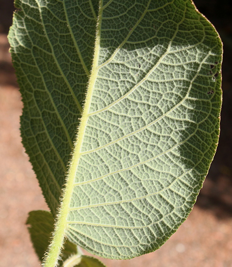 Изображение особи Hydrangea aspera ssp. sargentiana.