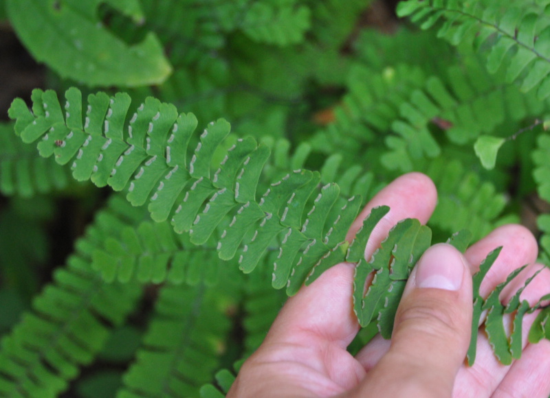 Изображение особи Adiantum pedatum.