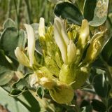 Astragalus calycinus