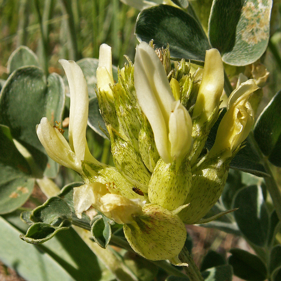 Изображение особи Astragalus calycinus.