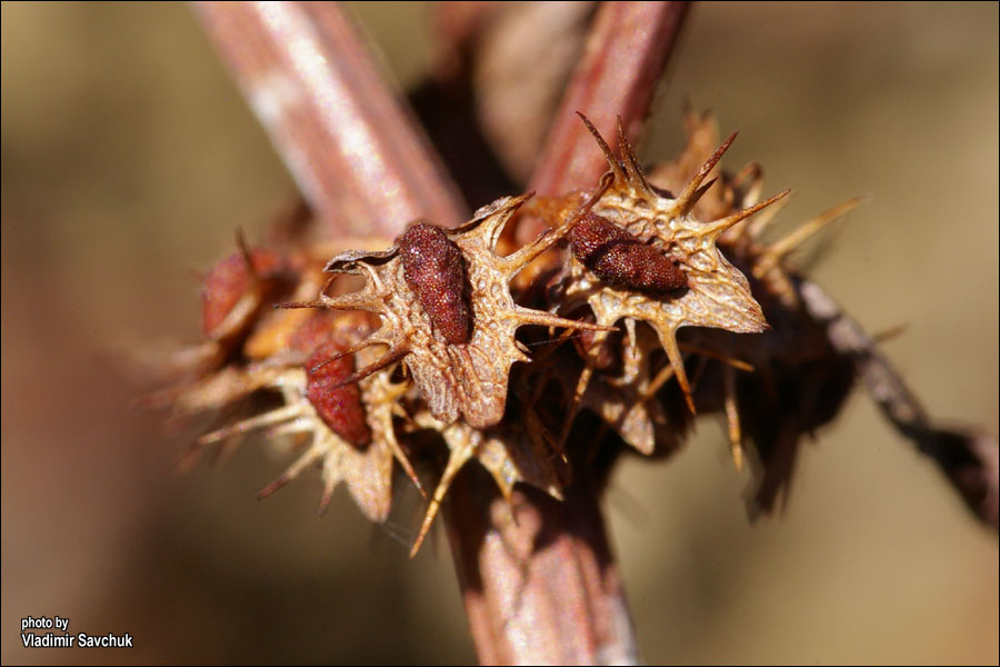 Изображение особи Rumex halacsyi.