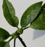 Aucuba japonica