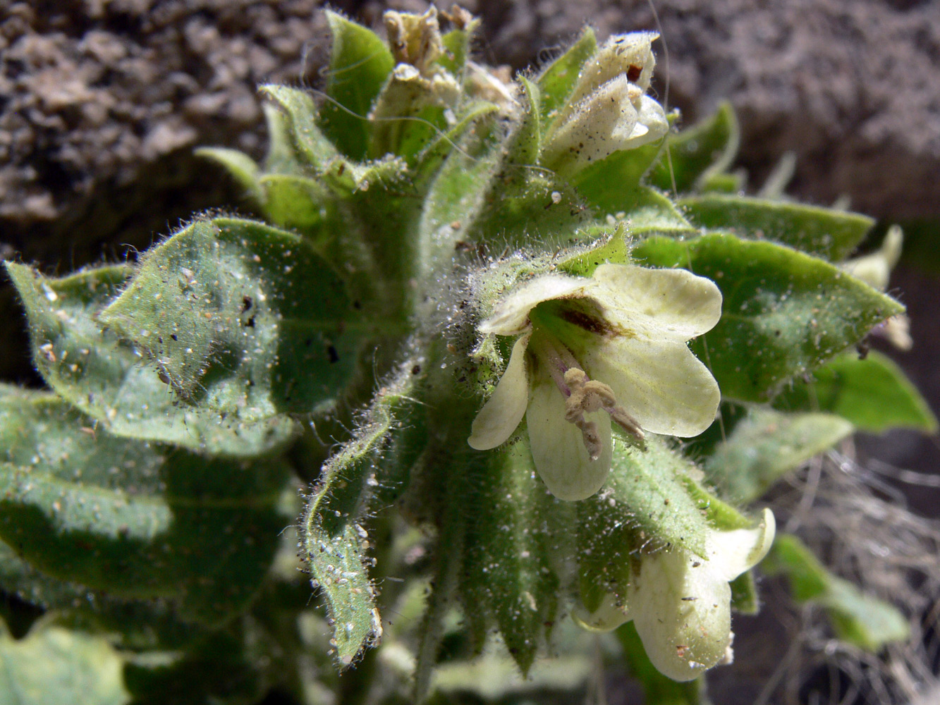 Изображение особи Hyoscyamus albus.