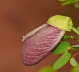 Bauhinia tomentosa