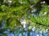 Larix cajanderi