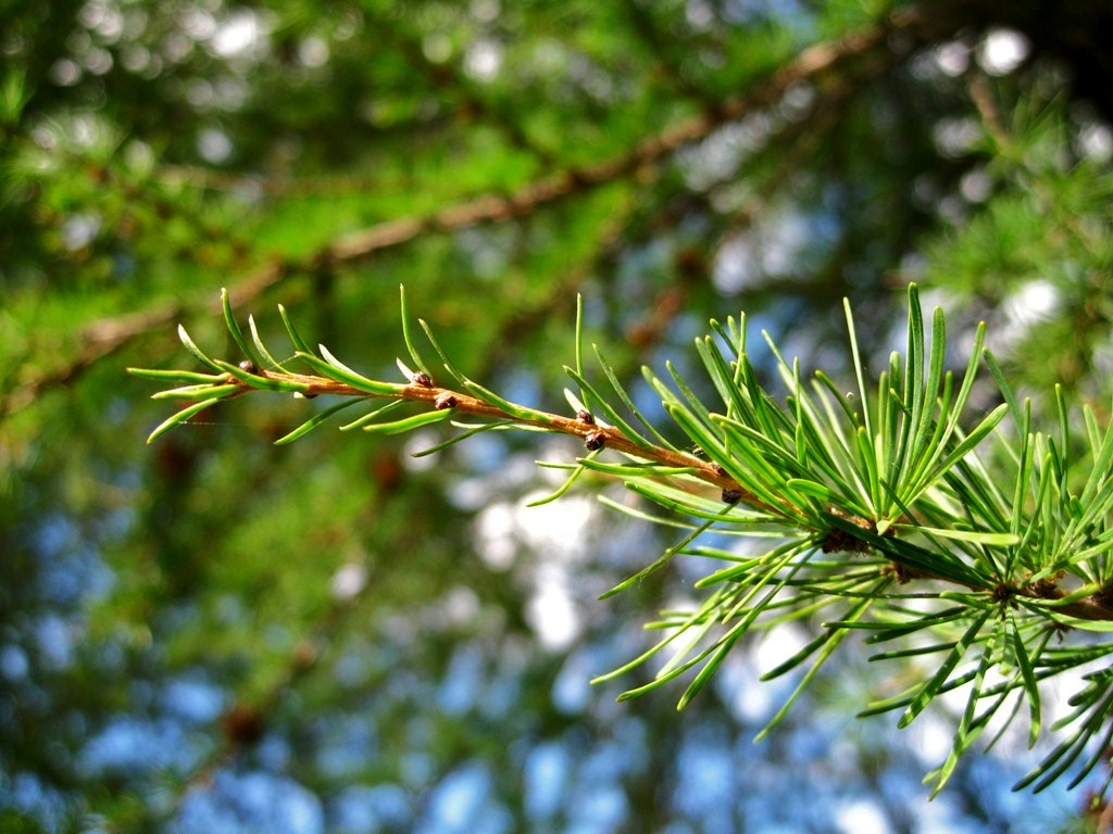 Image of Larix cajanderi specimen.