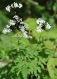 Thalictrum tuberiferum. Соцветия. Приморье, Сихотэ-Алинь, долина р. Серебрянки, опушка смешанного леса. 12.08.2012.