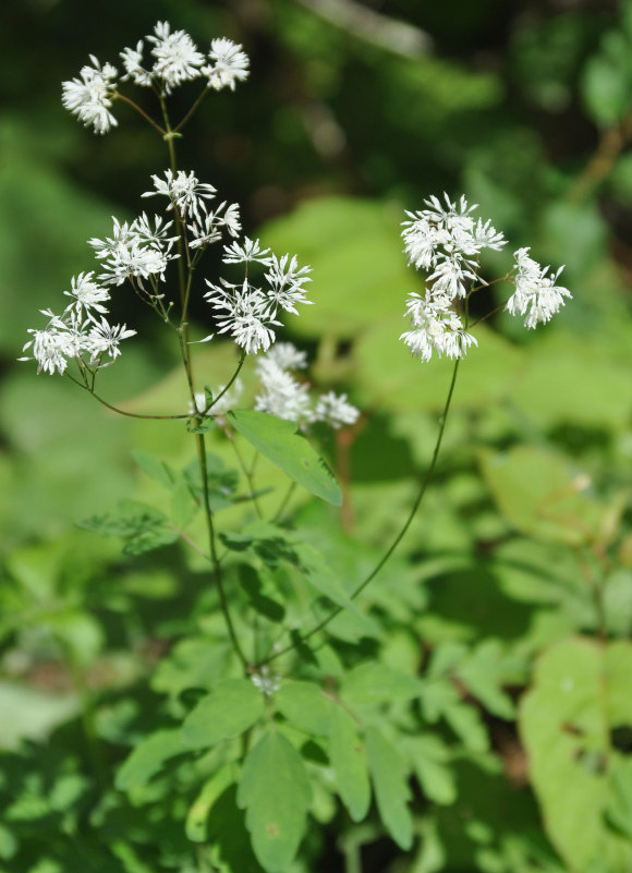 Изображение особи Thalictrum tuberiferum.