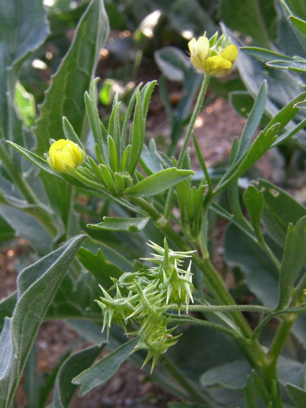 Image of Ranunculus arvensis specimen.