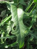 Sonchus arvensis. Лист. Украина, г. Запорожье, пос. Солнечный, балка, поросший травой участок между деревьями. 29.09.2012.