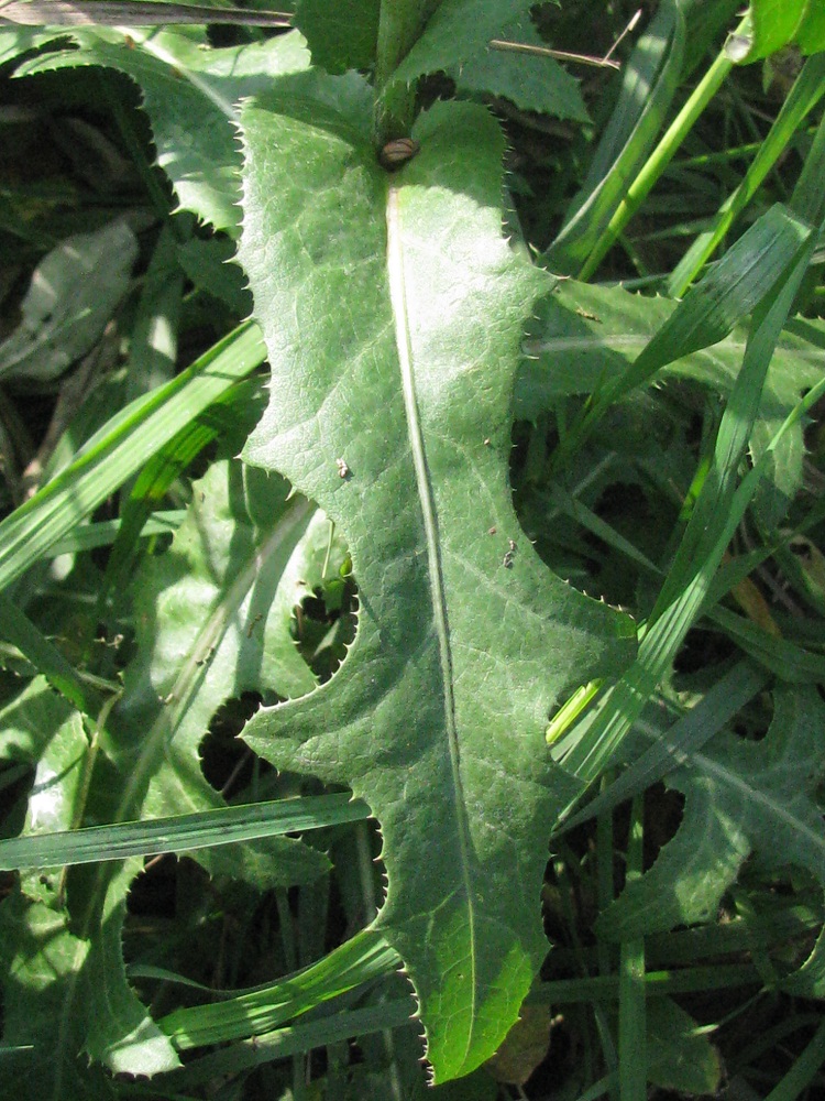 Изображение особи Sonchus arvensis.