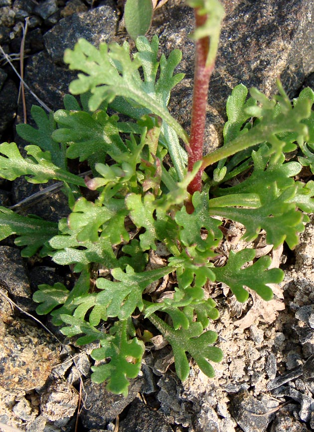 Image of Chrysanthemum zawadskii specimen.