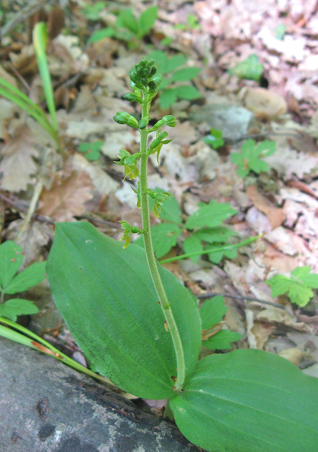 Изображение особи Listera ovata.