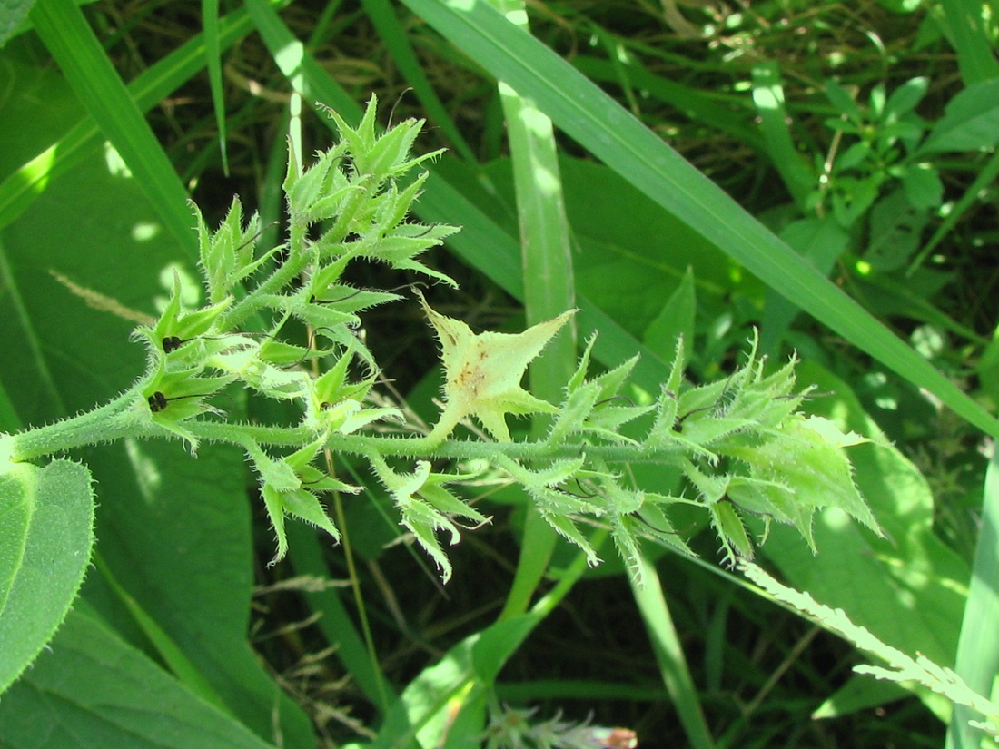 Image of Symphytum officinale specimen.