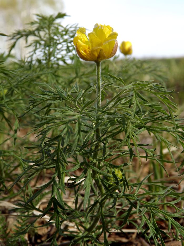 Image of Adonis villosa specimen.