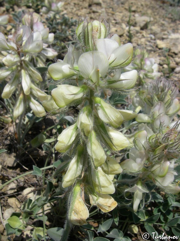 Image of Hedysarum candidum specimen.