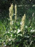 Rumex confertus