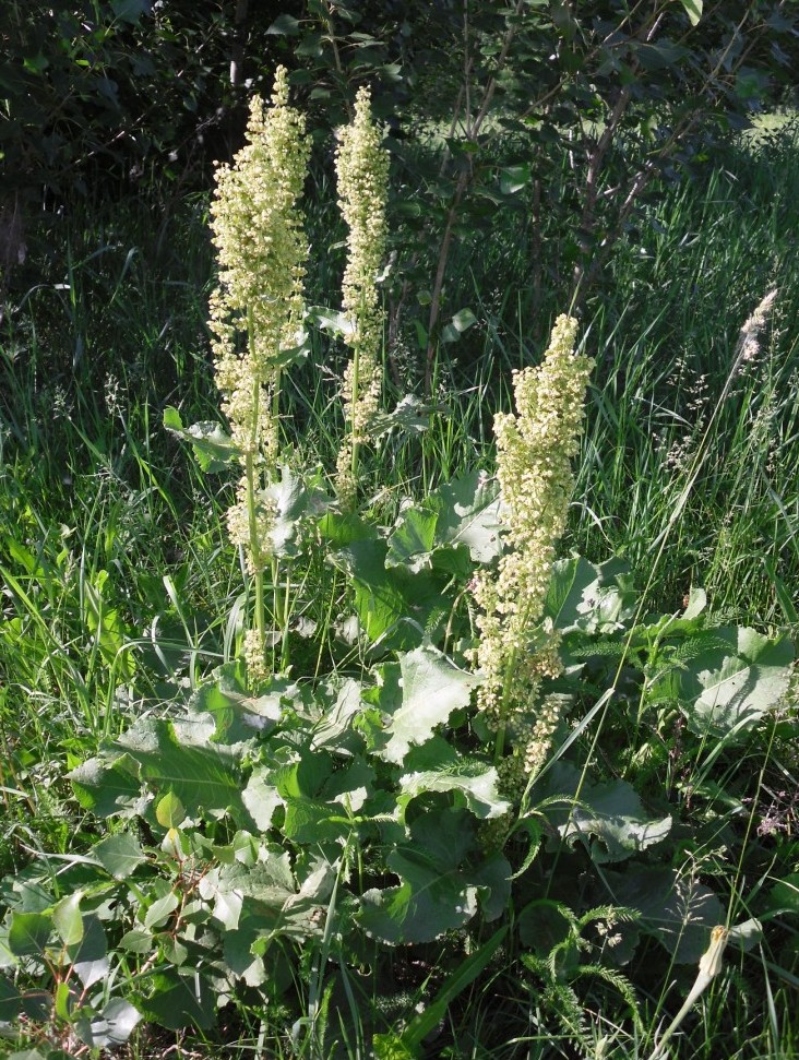 Изображение особи Rumex confertus.