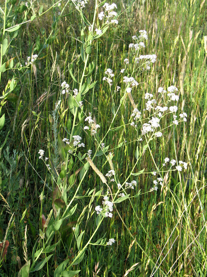 Image of Lepidium latifolium specimen.