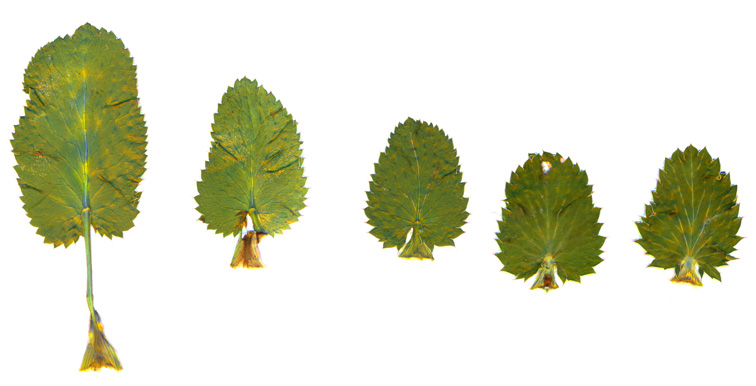 Image of Eryngium planum specimen.