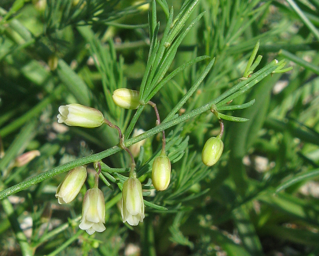 Изображение особи Asparagus litoralis.