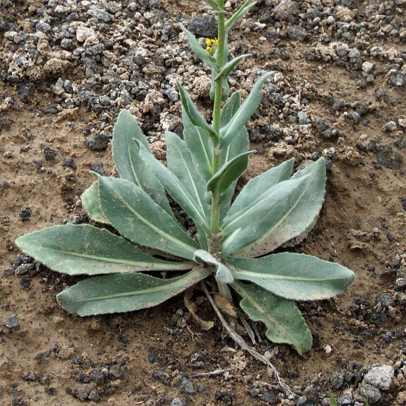 Image of Isatis steveniana specimen.