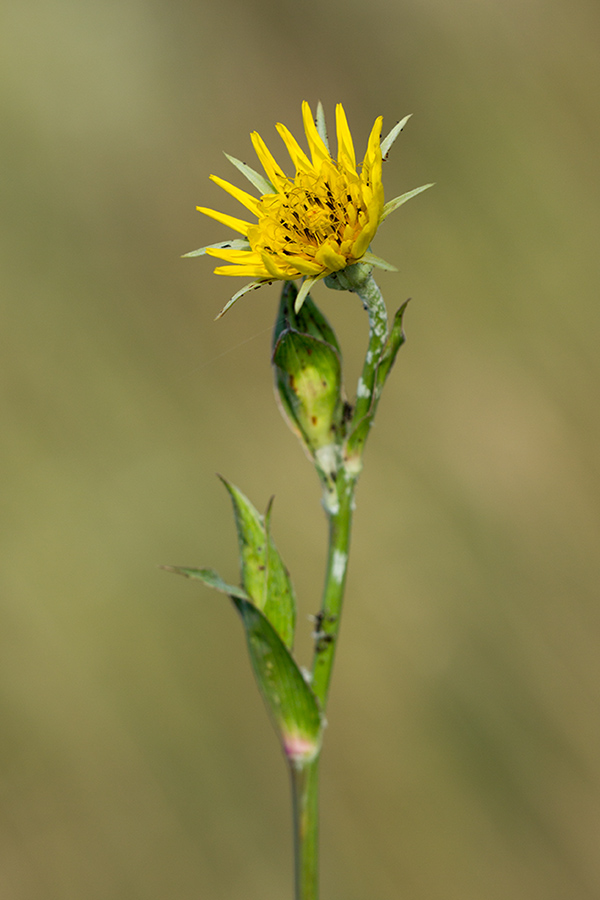 Image of genus Tragopogon specimen.