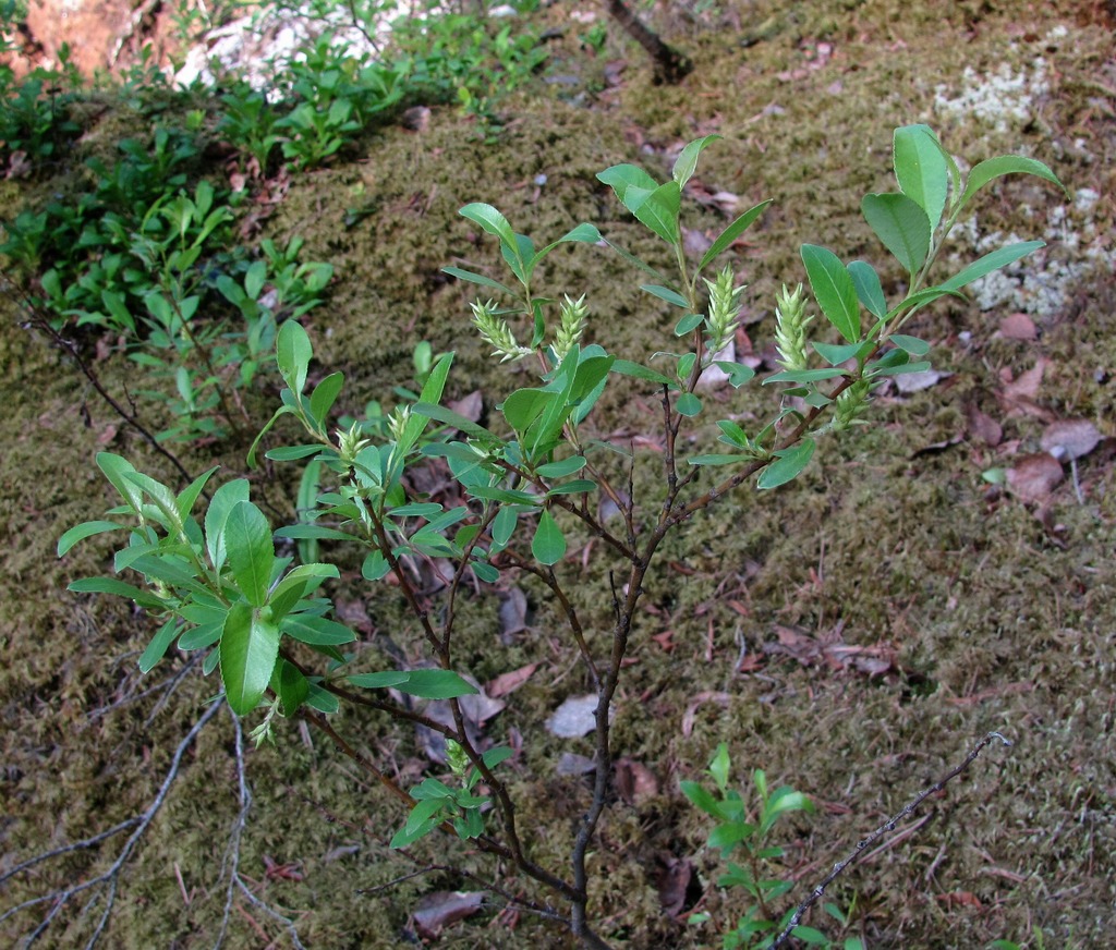 Изображение особи Salix arbuscula.